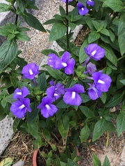 Achetaria azurea
