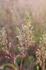 Nomophila distinctalis