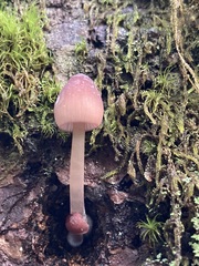 Mycena bulliformis