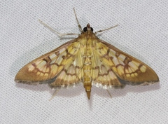 Mimorista subcostalis