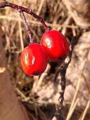 Sorbus sambucifolia