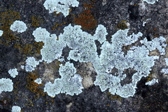 Lecanora valesiaca