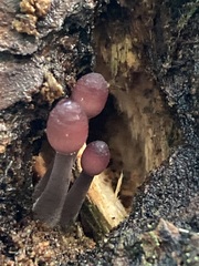 Mycena bulliformis