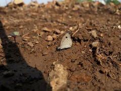 Ypthima asterope mahratta