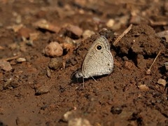 Ypthima asterope mahratta