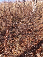 Sorbus sambucifolia