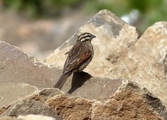 Emberiza capensis basutoensis