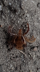 Ixodes holocyclus