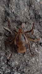 Ixodes holocyclus