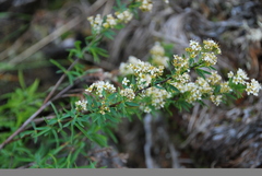 Spiraea alpina