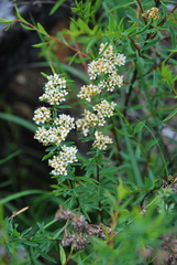 Spiraea alpina