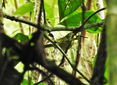 Basileuterus tristriatus