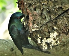 Notopholia corusca corusca