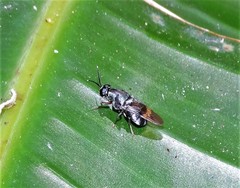 Isomerocera quadrilineata