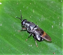 Isomerocera quadrilineata