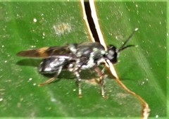 Isomerocera quadrilineata