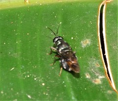 Isomerocera quadrilineata