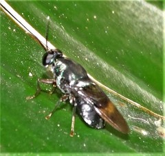 Isomerocera quadrilineata