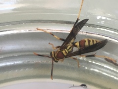 Polistes exclamans