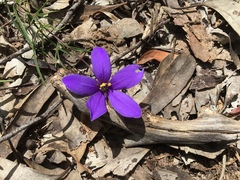 Cheiranthera linearis