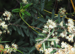 Pomaderris phylicifolia