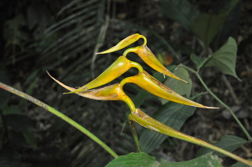 Heliconia lutea image