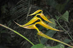 Image of Heliconia lutea