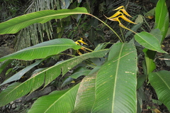 Heliconia lutea