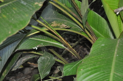 Heliconia lutea