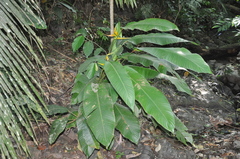 Heliconia lutea