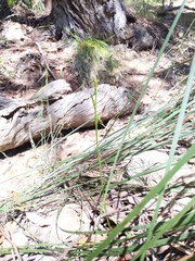 Cryptostylis hunteriana