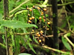 Chamaedorea pinnatifrons