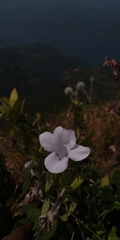 Barleria sepalosa