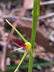 Cryptostylis hunteriana