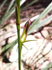 Cryptostylis hunteriana