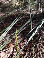 Cryptostylis hunteriana