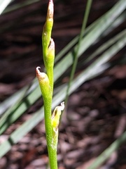 Cryptostylis hunteriana