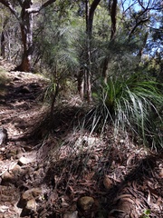 Cryptostylis hunteriana