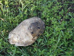 Trachemys venusta cataspila