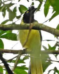 Cyanocorax yncas yncas