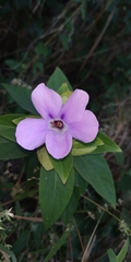 Barleria gibsonii