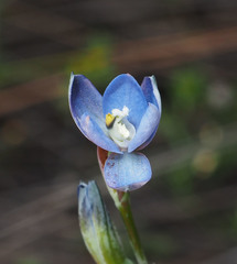 Thelymitra aemula