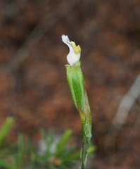 Thelymitra aemula