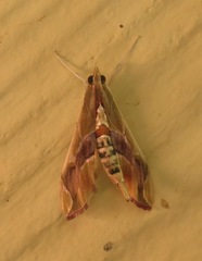 Agathodes monstralis