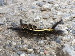 Orgyia leucostigma intermedia