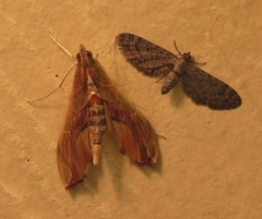 Agathodes monstralis