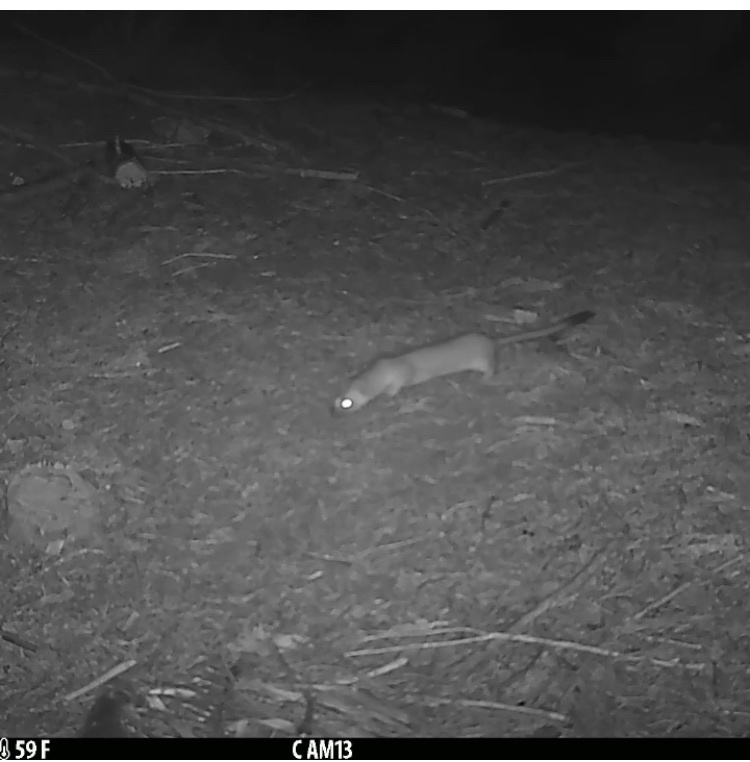 Long-tailed Weasel in November 2020 by Sheila Murphy · iNaturalist