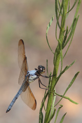 Libellula flavida