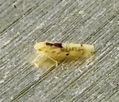 Erythroneura octonotata