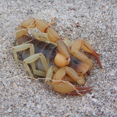 Hadrurus concolorous